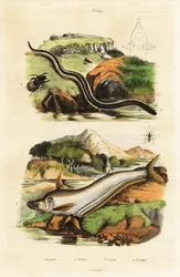 Poisson-chat, sirène naine, guêpe et scarabée