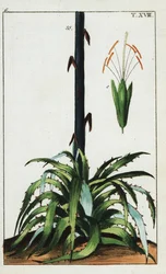 Agave américain, Agave americana