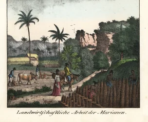 Agriculteurs Chamarro labourant un champ et taillant des rangées de plantations dans l