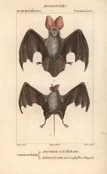 Chiroptère : nyctère de la Thébaïde et rhynopome microphyll d