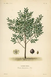 Laurier-cerise