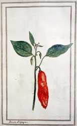 Piment, poivron espagnol, vers 1780-1800