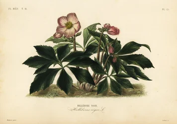 Rose de Noël ou ellébore noir, Helleborus niger, ellébore noir