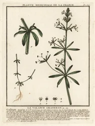 Gaillet gratteron, Galium aparine