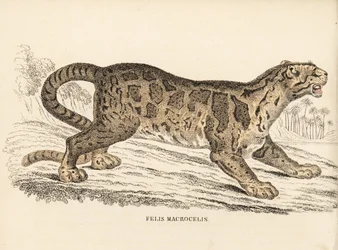Panthère nébuleuse, Neofelis nebulosa. Gravure à l
