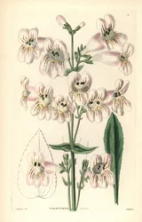 Penstemon à fleurs de Cobaea, Penstemon cobaea. Gravure sur cuivre coloriée à la main par Weddell d
