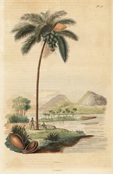 Cocotier, Cocos nucifera