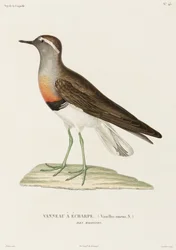 Pluvier à collier, Îles Falkland