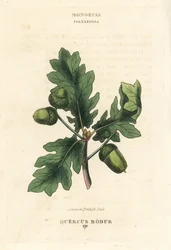 Chêne commun britannique, Quercus robur. Gravure sur cuivre coloriée à la main d