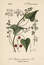 Bryone noire - Tamier commun, Tamus communis. Lithographie en couleur de la Flora von Deutschland de Diederich von Schlechtendal, Iéna