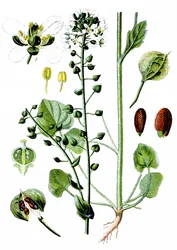 Cochléaire officinal