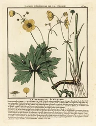 Renoncule âcre, Ranunculus acris
