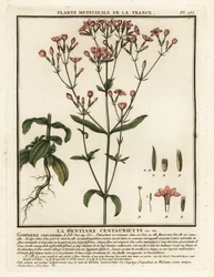 Petite centaurée, Centaurium erythraea