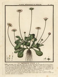 Pâquerette, Bellis perennis