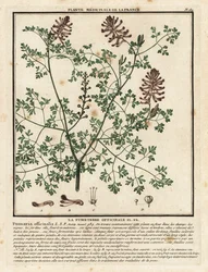 Fumeterre officinale, Fumaria officinalis