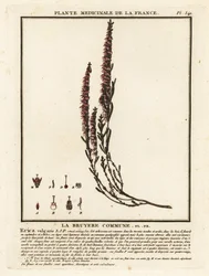 Bruyère commune, Calluna vulgaris