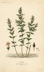 Gratiole, Gratiola officinalis