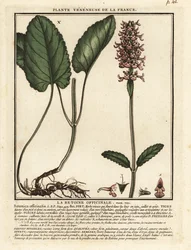 Épiaire officinale, Stachys officinalis