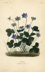 Hépatique