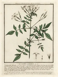 Jasmin commun, Jasminum officinale