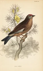 Linotte mélodieuse, Linaria cannabina, perchée sur une branche. 1889 (gravure)
