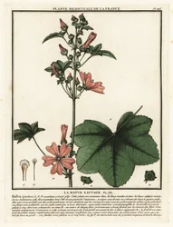 Mauve sylvestre, Malva sylvestris