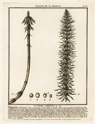 Prêle commune, Hippuris vulgaris