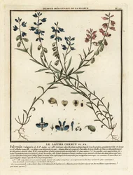 Polygale commun, Polygala vulgaris