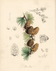 Mélèze commun ou européen - Mélèze blanc, Larix decidua (Larix europaea), feuille, branche et cône
