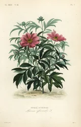 Pivoine officinale