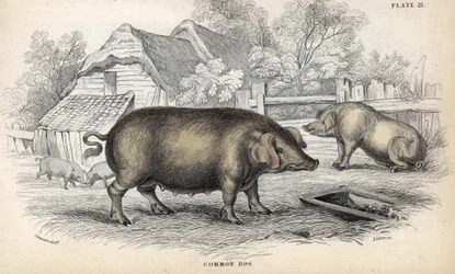 Porc commun (Sus domestica) dans une porcherie. Gravure sur cuivre par William Lizars, d