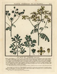 Rue officinale, Ruta graveolens