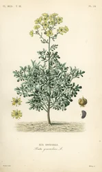 Rue officinale