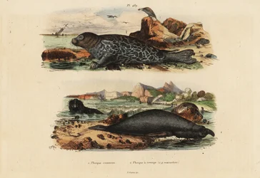Phoque commun, Phoca vitulina 1 et éléphant de mer du nord, Mirounga angustirostris 2