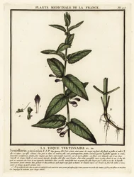 Scutellaire casquée, Scuttelaria galericulata