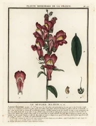 Muflier commun, Antirrhinum majus