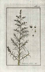 Soda commun (Salsola soda). Lithographie de « Afbeelding der Artseny-Gewassen » par Johannes Zorn (1739-1799), Pays-Bas