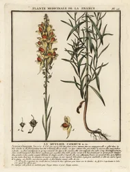 Linaire commune, Linaria vulgaris