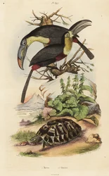 Tortue, Toucans