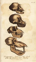 Anatomie comparée des crânes du singe, du babouin et du macaque