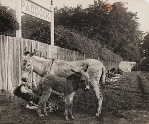 Composite de deux ânes, vers 1909