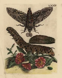 Sphinx du liseron, Agrius convolvuli, chenille et chrysalide avec liseron des champs, Convolvulus arvensis