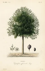 Copahu, Copaifera officinalis