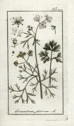 Coriandre (Coriandrum sativum)