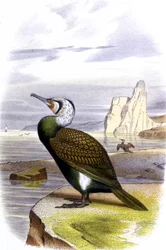 Cormoran, vers 1850