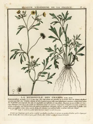 Renoncule des champs, Ranunculus arvensis