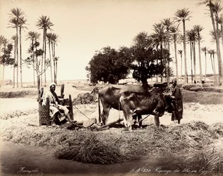 Moisson de maïs en Égypte