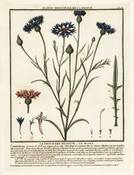 Bleuet, Cyanus segetum