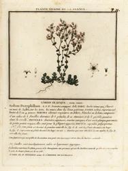 Orpin de Corse, Sedum dasyphyllum