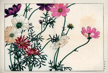 Espèces de cosmos avec différentes couleurs du blanc au rose. Cosmos, Cosmos bipinnatus. Gravure sur bois colorée à la main de l